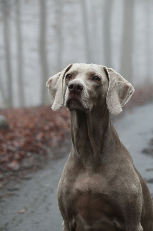 The Calm Companion Dog Hamper