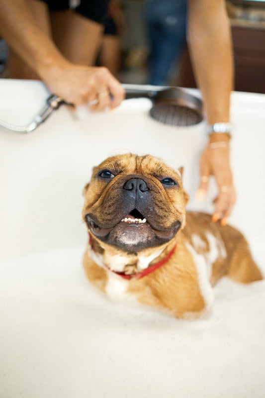 The Pampered Pup - Luxury Wellness Hamper