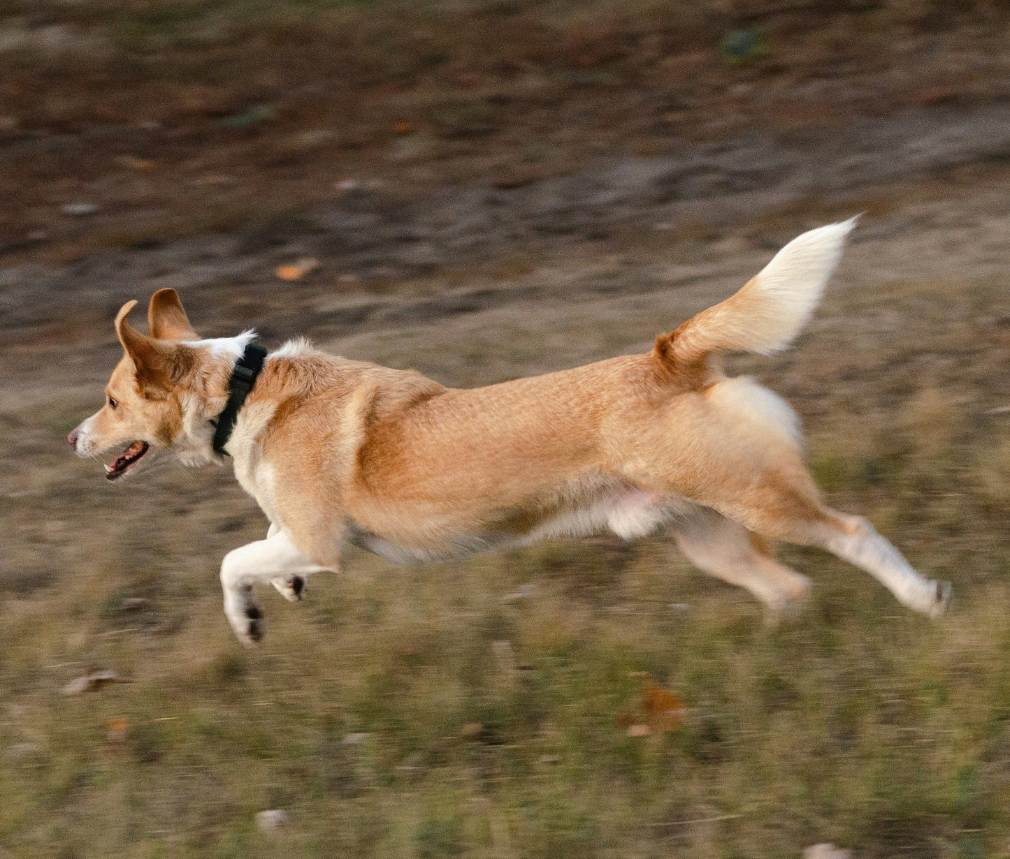 The Energetic Dog Explorer Hamper